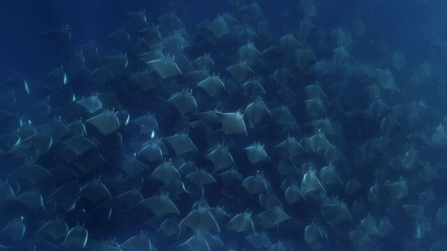Underwater view of a spectacular Mobula ray aggregation in Mexico, with hundreds of devil rays forming a mesmerizing courtship vortex, swirling together in a giant living ball beneath ocean waters.