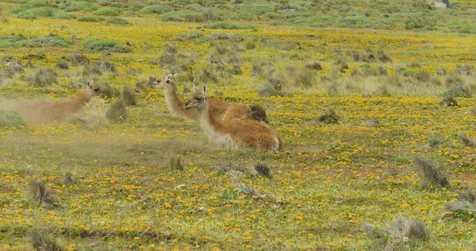 4K video; Spring in Patagonia; Guanaco's (Lama guanicoe) taking a dust path on a field full of yellow wild flowers, Patagonia National Park, Chile
