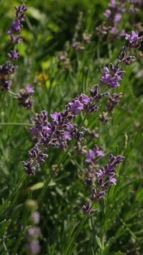 Flowers bloom in a field with green grass and colorful blooms in a sunny garden setting