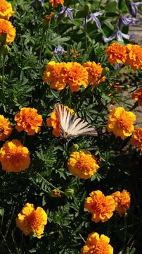 Butterfly flying over marigold flowers in a garden during daytime