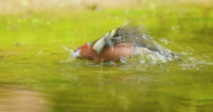 4K video; Eurasian chaffinch (Fringilla coelebs); male taking a bath in a puddle in a forest, eastern Netherlands