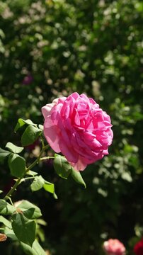Rose blooms in a garden during a sunny day in spring