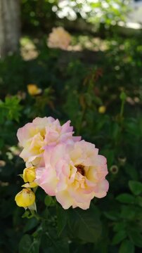 Flowers bloom in a garden during spring at a local park
