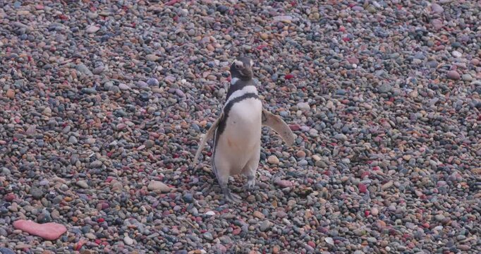 4K video; Magellanic penguin (Spheniscus magellanicus) walking in slow motion on a pebble beach at the east coast of Argentina
