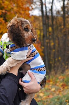 Person Holding Cocker Spaniel Puppy in Fall Foliage