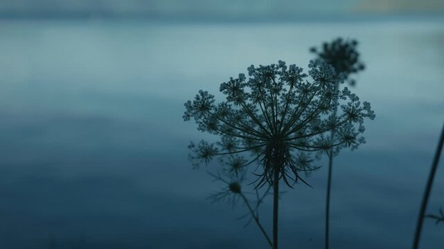 A white flower quietly blooming along the shores of Lake Toya
