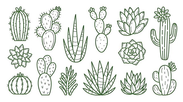 Floral set of isolated outline green vector tropic cactus and succulents elements. Cute botanical hand drawn doodle cacti illustrations for pattern design, logo, coloring book, sticker, tattoo 