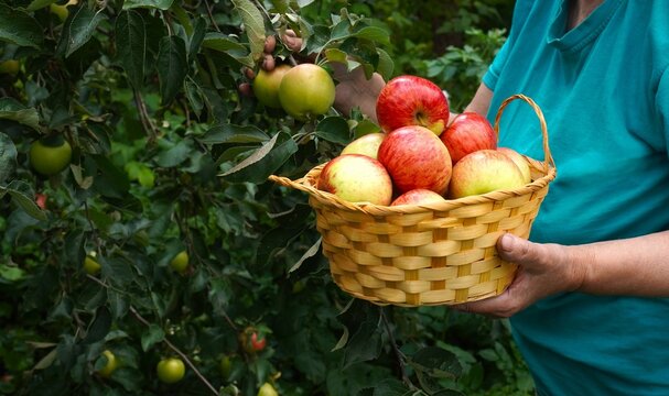 Person harvesting ripe apples in a lush orchard, holding a full basket of fresh, colorful apples. Green foliage surrounds the scene, creating a natural and abundant setting
