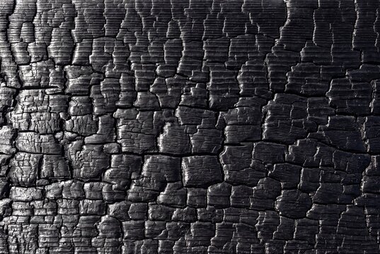 Shou sugi ban charred cedar with deep alligator cracked surface