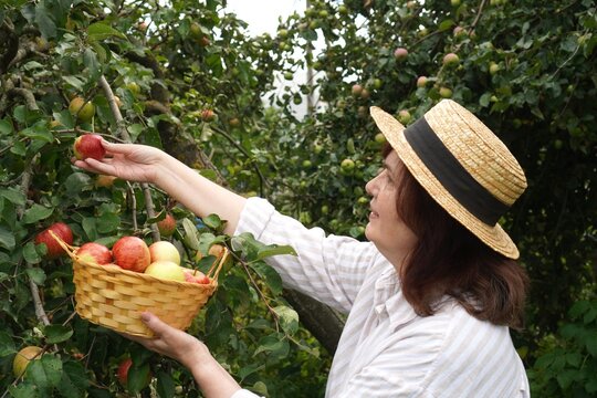 Woman Collecting Apples in Orchard with Basket