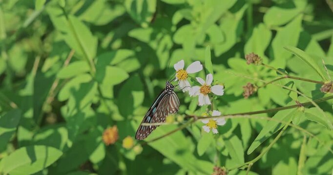 Blue Tiger butterfly, Tirumala limniace, pollinating white Bidens pilosa flowers in a sunny green garden. Natural wildlife behavior for commercial or documentary use, slow motion.