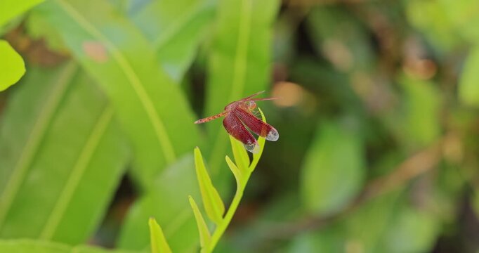 Red dragonfly perching on green leaf, Neurothemis fluctuans resting in tropical garden, nature documentary, macro wildlife behavior, slow motion.