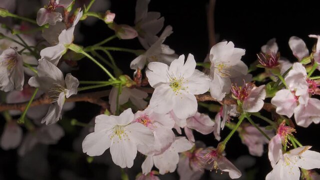 Close-up of beautiful cherry blossoms illuminated at night