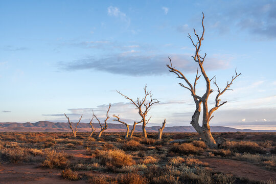 View of dead trees in the arid landscape of the Flinders Ranges, with dry shrubs, distant mountains, and soft golden hour light in Flinders Ranges, South Australia, Australia.