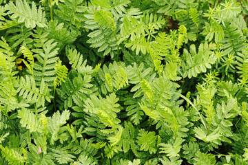 Green fern leaves cover forest floor. Delicate fronds overlap across vegetation. Fresh foliage forms dense texture. Wild plants grow in shade. Natural greenery provides botanical background. © Paweł Michałowski