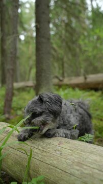 Small curly grey dog standing by a fallen tree log and chewing green grass in the forest. Concept of pet digestion, domestic animal behavior, outdoor recreation and caring for dog health.