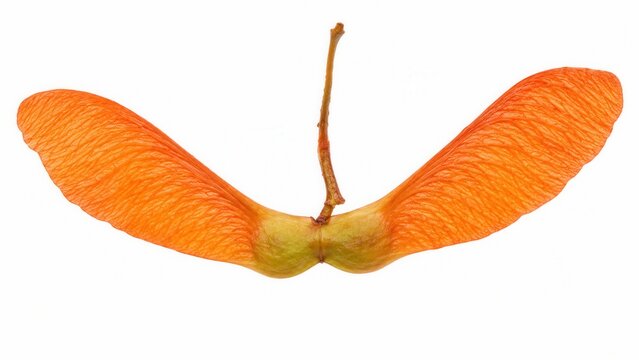Orange maple samara seed isolated on white background showing winged fruit for botanical and nature concept