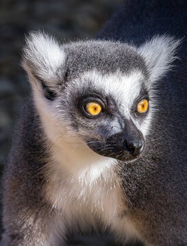 Ring-tailed lemur (Lemur catta)