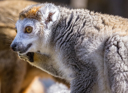 Female Crowned Lemur (Eulemur coronatus)