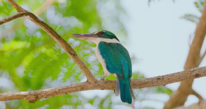 Collared kingfisher Todiramphus chloris perching on branch in tropical forest. Natural wildlife behavior in green environment for documentary use, slow motion.