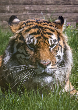 Close-up of Sumatran Tiger (Panthera tigris sondaica)
