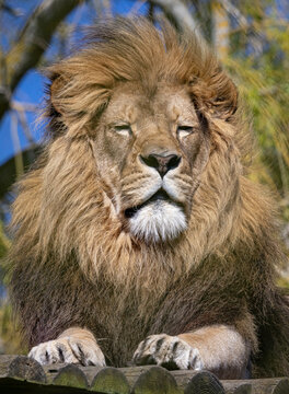 African Lion (Panthera leo)