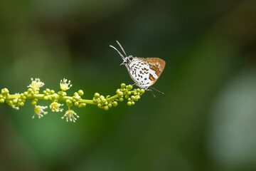 Beautiful Bindahara phocides butterfly (Plane female butterfly)  perched on Croton roxburghii N.P. Balakr. flowers ,green background at Pang Sida National Park, Sa Kaeo Province, Thailand. © VespaFoto