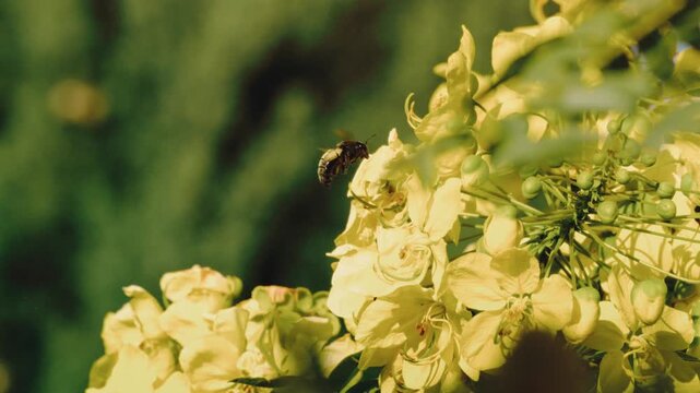 Sunlit macro of a black carpenter bee foraging pollen across yellow cassia blooms then lifting into flight, buzzing wings, pollination wildlife botanical garden themes.