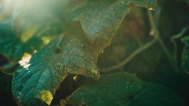 lone water droplet clings and drips from the edge of a wet cucumber leaf in warm golden backlight, extreme macro dew detail, plant growth, gardening, morning freshness.