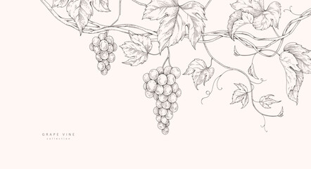 Fototapeta premium Background with grapes, vine and brunch. Detailed template layout design, brochure or cover for wine card, menu and invitation