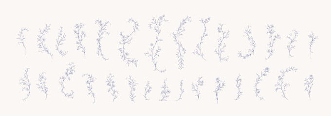 Fototapeta premium Floral whimsical or rococo design elements. Vintage flowers and botanical calligraphy for packaging, wedding greeting card or scrapbooking
