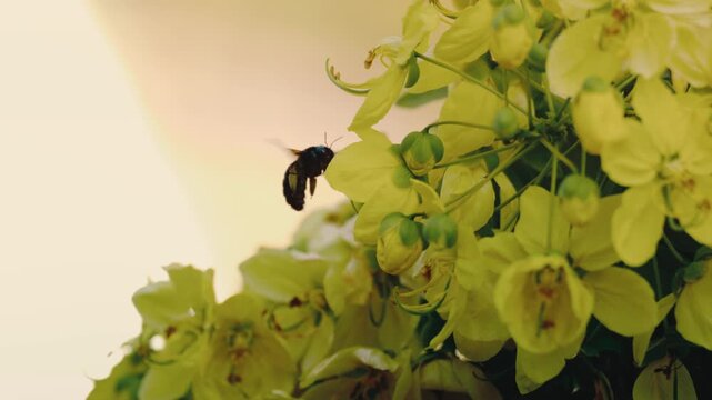 Striking macro of a carpenter bee clinging to golden cassia flowers with wings outstretched, backlit glow, pollination insect wildlife botanical summer themes.