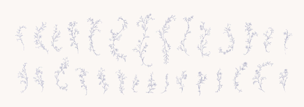 Floral whimsical or rococo design elements. Vintage flowers and botanical calligraphy for packaging, wedding greeting card or scrapbooking