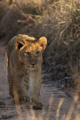 Fototapeta premium A little lion cub walking in the dirt road towards the camera in golden light at sunrise, Sabi Sands Nature Reserve. 