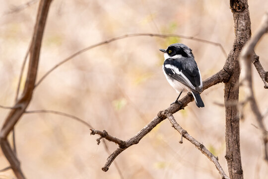 Female chinspot batis