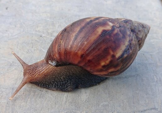 Close-up of a land snail crawling across a textured concrete surface, showing its detailed brown shell, body, tentacles, and natural patterns