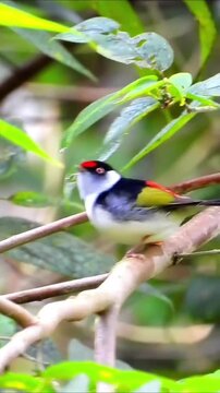 A colorful bird basking on a tree branch.
