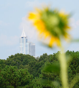 Sunflower field at Dix Park with downtown Raleigh in the distance