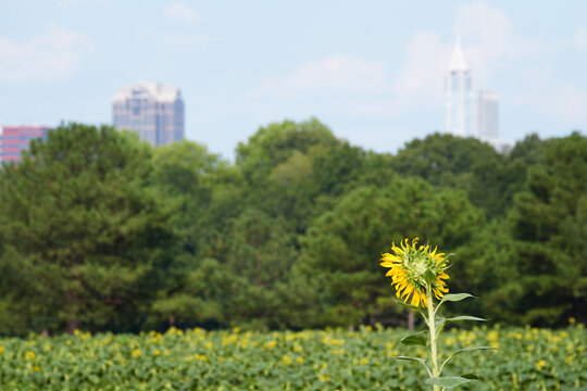 Sunflower field at Dix Park with downtown Raleigh skyline in the distance