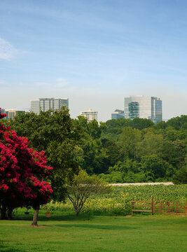 The sunflower field at Dix Park with downtown Raleigh skyline in the distance