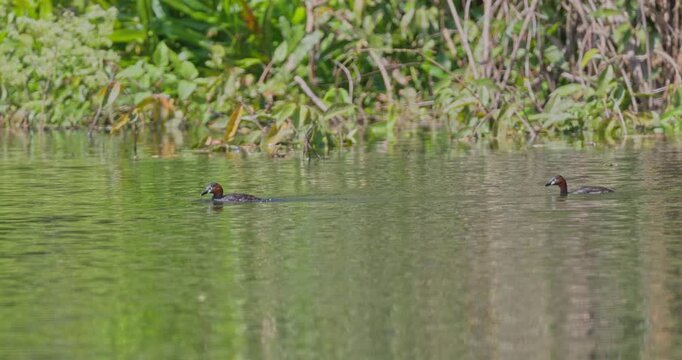 Little grebe Tachybaptus ruficollis swimming across calm lake water, lush green vegetation background, natural bird behavior in wetland habitat, documentary , slow motion.