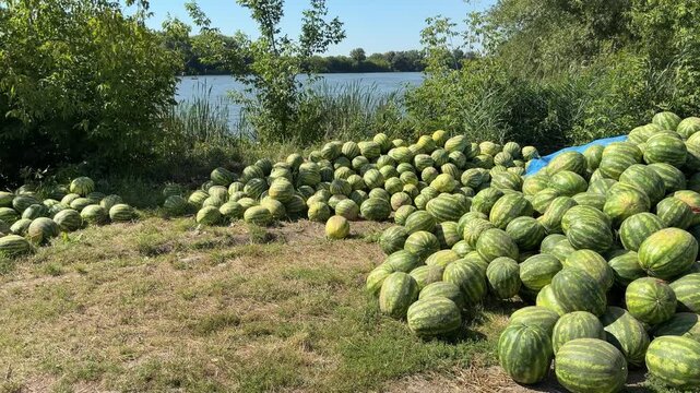 Large pile of ripe watermelons lies on grass near riverbank, covered partly by blue tarp, with green trees and calm water behind.