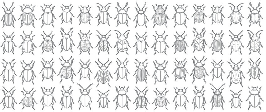 Collection of diverse beetle illustrations on transparent background
