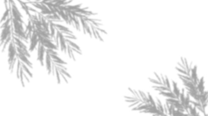 Fototapeta premium Shadow of pine branches isolated on transparent background