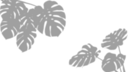 Shadow of tropical monstera leaves isolated on transparent background © Imran