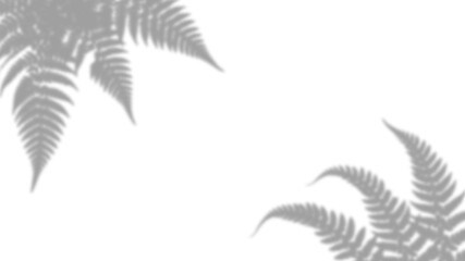 Shadow of fern leaves isolated on transparent background © Imran