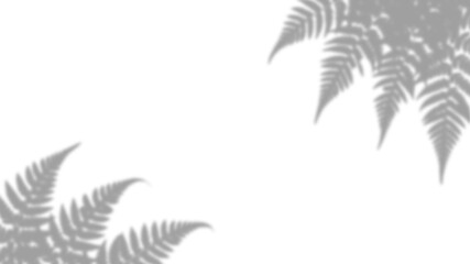 Obraz premium Fern leaf shadow overlay isolated on transparent background