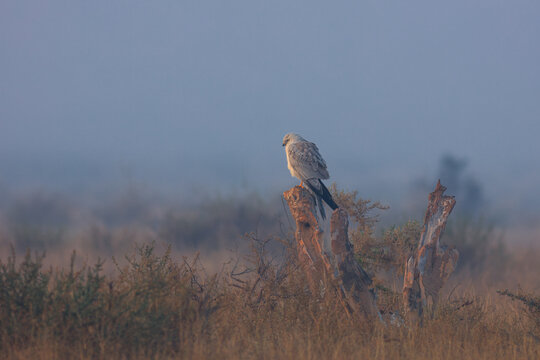 View of a raptor perched on a weathered tree stump in the misty desert landscape of Bahawalpur, Punjab, Pakistan.