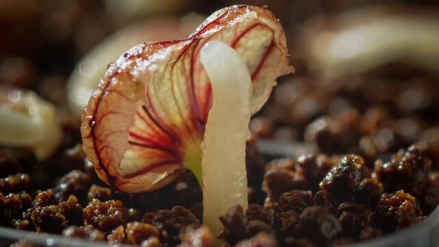 Germinating seed pushing through coarse tray after watering, lifting wet cap with red veins