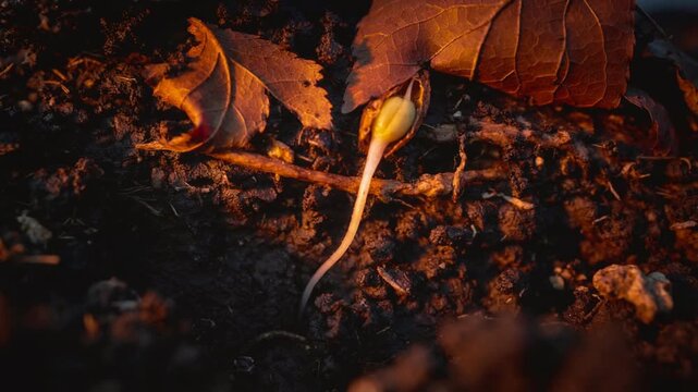 Splitting seed coat causing seedling pushing pale root on forest floor under curled leaf for water